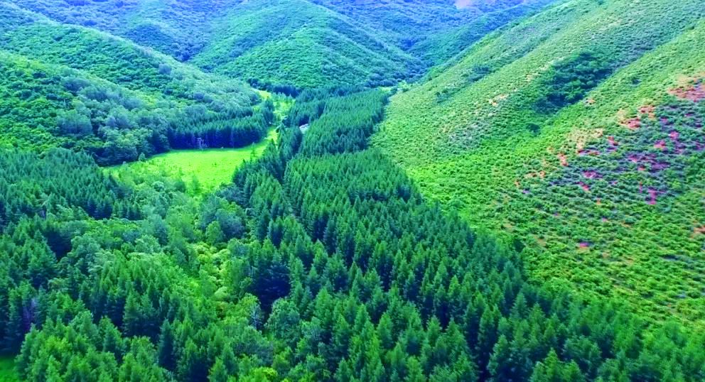 大冷山林海 大冷山林海