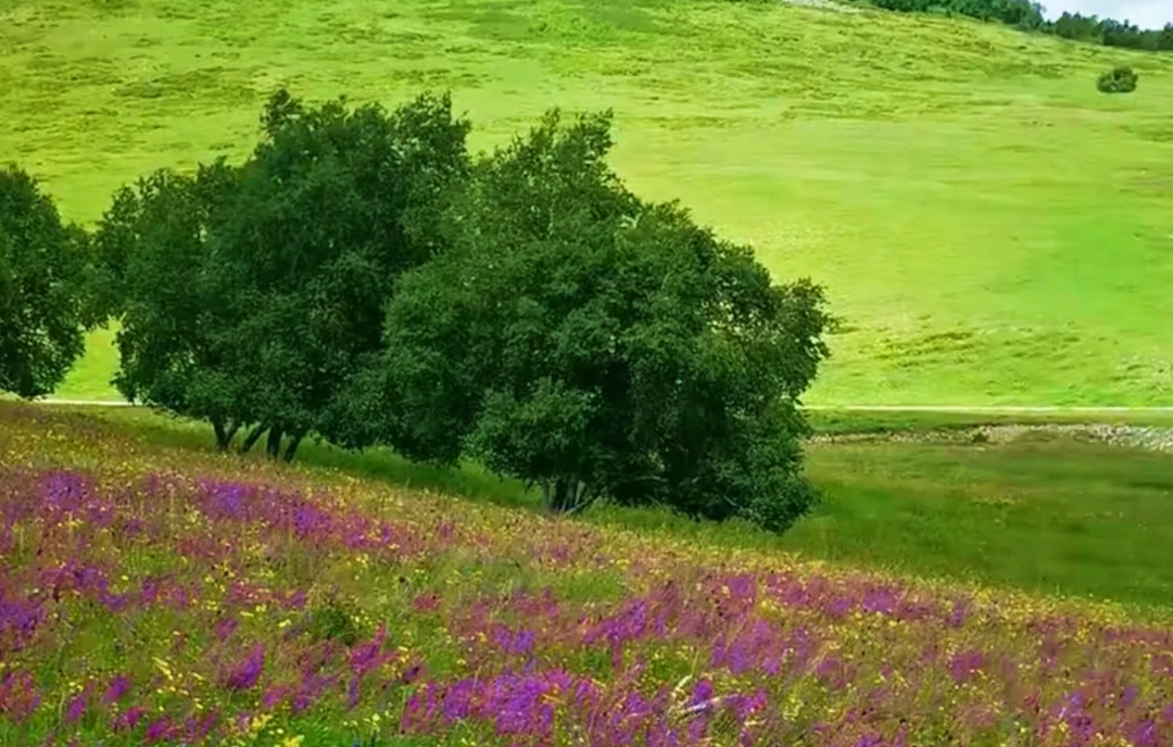 大水波罗牧场 大水波罗牧场