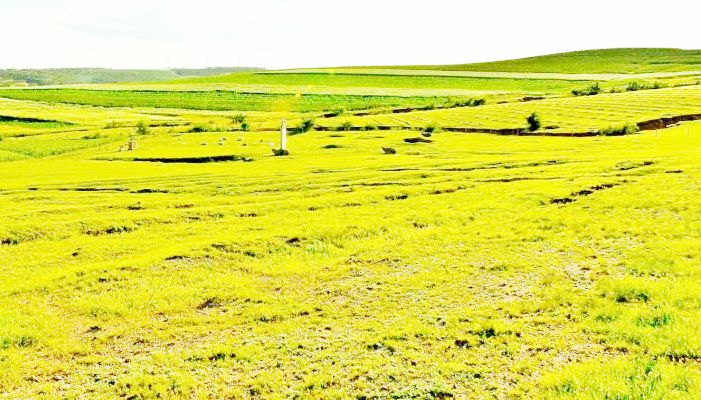 张英瑞家族墓地