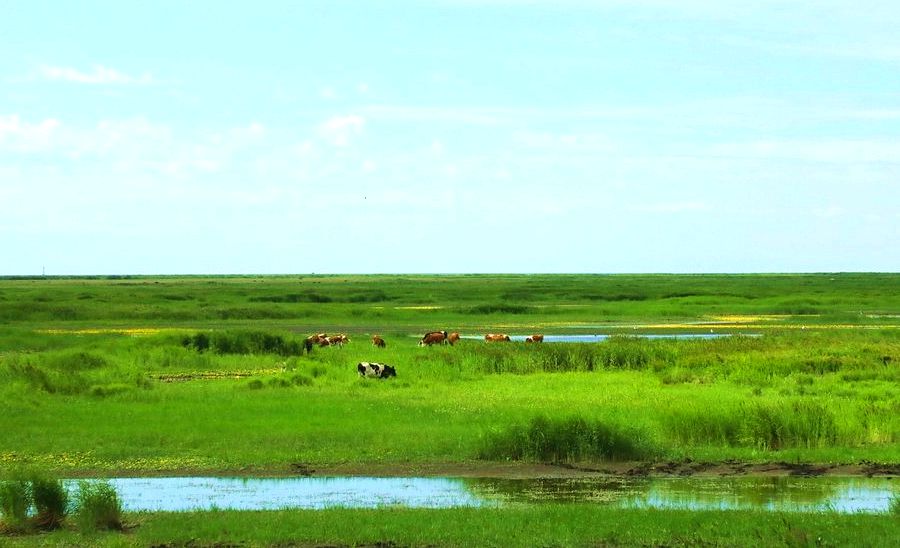 乌尔逊河谷乌兰诺尔湿地