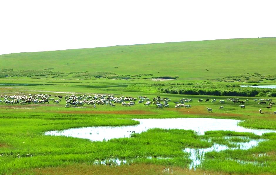 呼伦镇草原