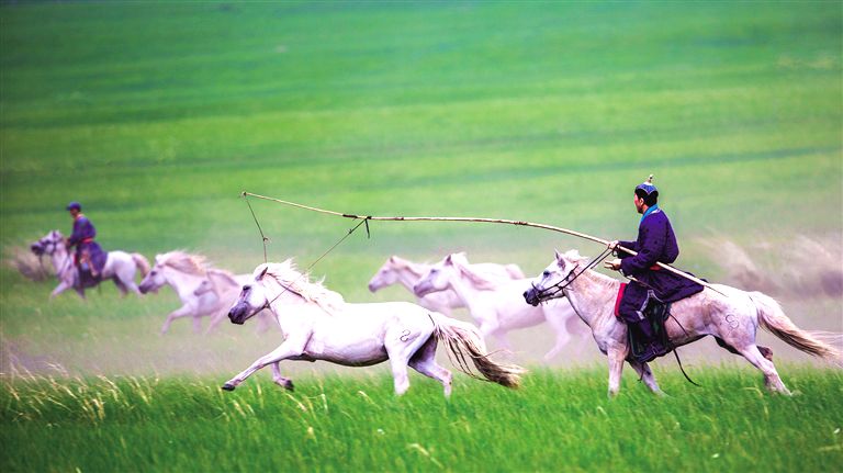 西乌旗草原套马