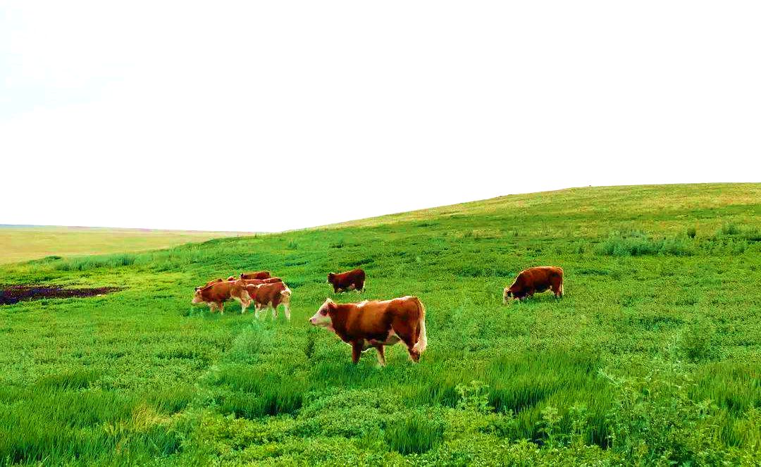 吉尔嘎郎图苏木草原 吉尔嘎郎图苏木草原