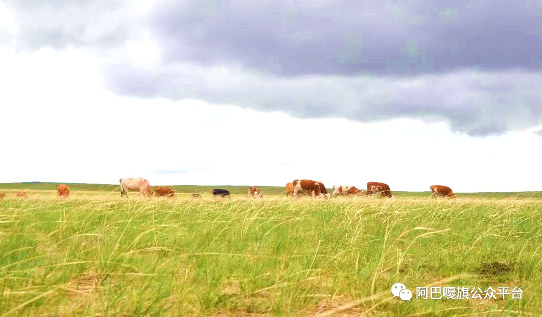 那仁宝拉格苏木草原 那仁宝拉格苏木草原