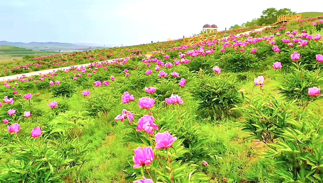 宝昌镇芍药沟景区