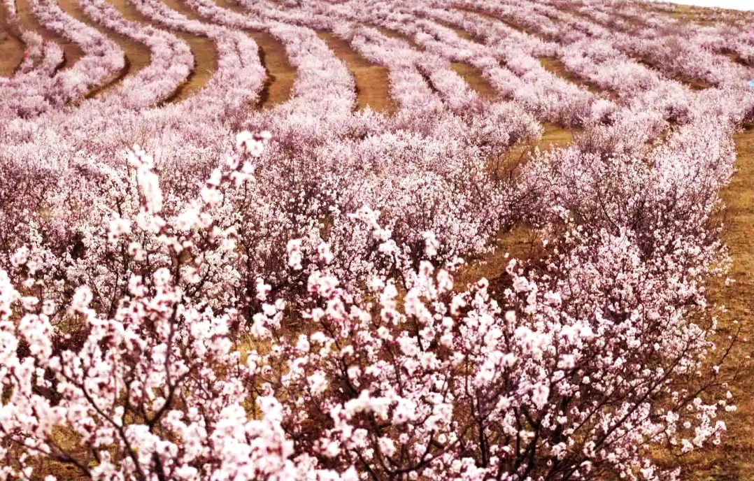 太仆寺旗万亩杏林