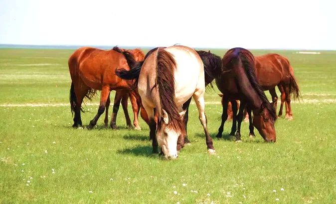 额仁淖尔苏木草原
